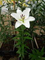 [4192 Tisento VZ No101.JPG]